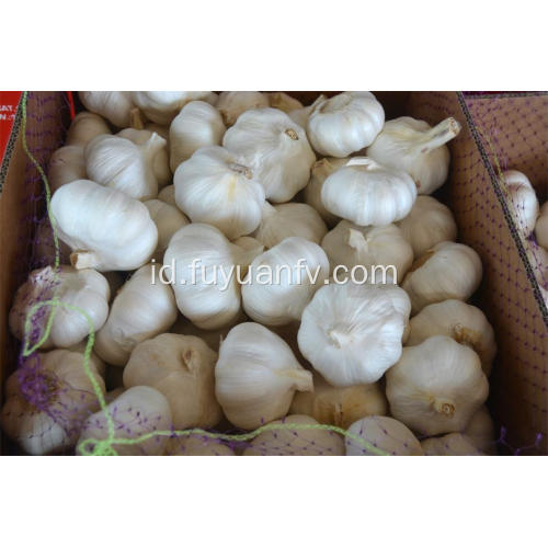 2018 harga bawang putih bawang putih murni baru